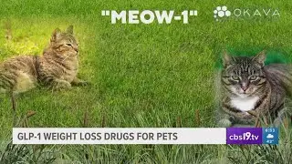 Popularity of GLP-1 weight loss drugs for pets rises