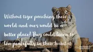 Tiger Poaching