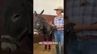 &iquest;Ya conoc&iacute;as al Burro Mamut Americano? 🫏🔥 | mvz
