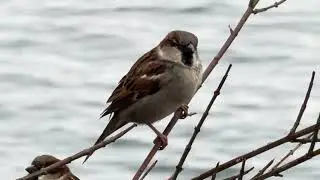 Peaceful Swiss Nature 🌿 Lakeside Walk with Birds Singing | 4K
