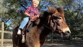&ldquo;Elmer&rdquo; 11.2 hand pony mule