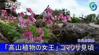「高山植物の女王」コマクサ見頃 日光白根山　群馬県片品村