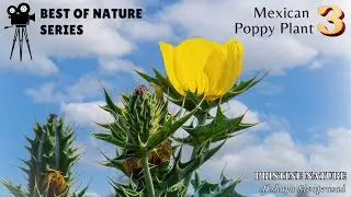 MEXICAN POPPY PLANT | Best of Nature Series 3 | Akshaya Sivaprasad | Pristine Nature