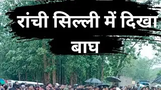 Ranchi Tiger 🐯 Full rescue and release video