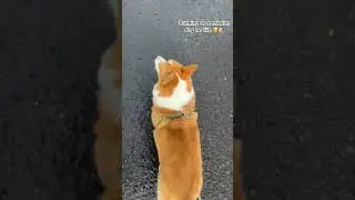Running as a mission dog be like #iocorgi #corgi #music #pets #dog #shortvideo #shorts #video #funny