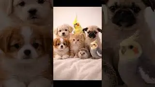📸 A Perfect Family Portrait&hellip; Even Without Matching Species #shorts #kitten #puppy #friendship