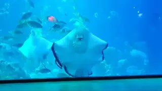 수족관에 있는 가오리 밥 먹는 모습 오또케 오또케 ㅠㅠ 1:59초 부터