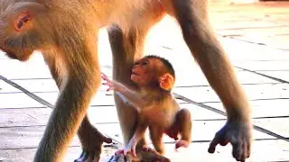 Baby Monkey Asks Mama for a Warm Hug and Feels Safe.