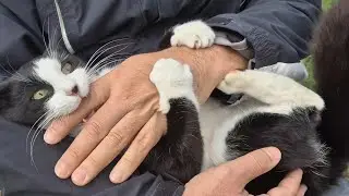 Why Cats Suddenly Bite When You Pet Them @theplanetofcats6 