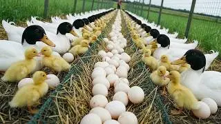 How to raise ducks for eggs and meat at home - Duck farming - Life on organic farm