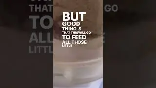 Ants BITE AND STING Cricket To 💀