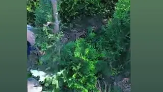 Potatura spirale leylan, arte topiaria.