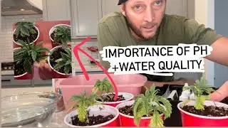 Banana Kush x Bruce Banner correcting seedlings with PH change.