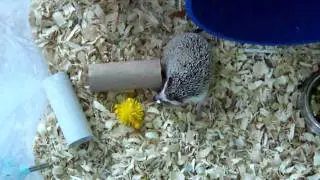 Ricky's Rampage - Funny hedgehog and toilet paper tube