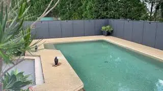 Hawk Laser Bird and Duck Deterrent