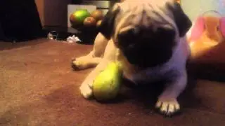 PUG eating a pear