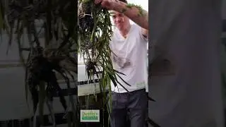 ROOTS MATTER