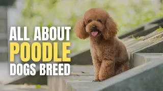 Things You Need to Know About Poodle Dogs | Poodle Dogs Breed | Dogs Guide |