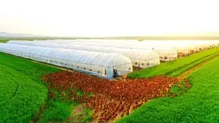 How French Farms Raise MILLIONS of Free Range Chickens & Harvest Billion of Eggs? Chicken Farm