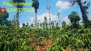 (#418) 💐 2.5 acre best coffee estate. ಸಕಲೇಶಪುರ ಹೆತ್ತೂರು. ತುಂಬಾ ಒಳ್ಳೆ ಜಾಗ good mountain view property