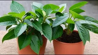 Pruning Schefflera for Healthier Growth and Shape: Tips for Schefflera Trimming and Propagation