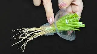 Grow CILANTRO Like a PRO For Year-Round Enjoyment Without Breaking The Bank!