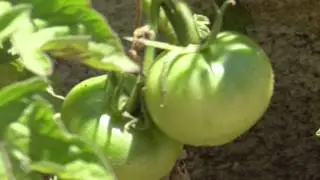 Panasonic HC-V550 Wi-Fi Camcorder tomato plant phone pole ZOOM sample video