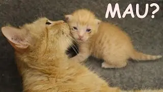 Foster Mom Cat Protects and Adopts a Scared Orphan Kitten 😿| POOR KITTEN Nursed by BIG CAT