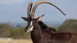 Sable Cow Ruby