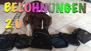Belohnungen ohne Futter