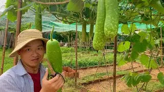 Country Life: Harvesting late summer vegetables in the backyard. ASMR