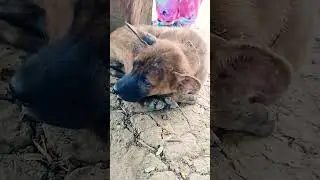Pity baby poppy injured on leg #pity #babypoppy #dog #babydog #pets#injury #injured #shorts#doglover