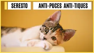 Seresto Chat : Le meilleur Collier Anti Puces et Anti Tiques !