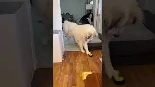 How communication button training is going #shorts #dog #funnydogs