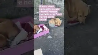 EMERGENZA CUCCE! La pioggia &eacute; incessante non si pu&ograve; pi&ugrave; neanche accendere il fuoco per riscaldarli