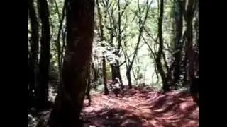 Os Sobreviventes - Morro da Abelha Em Floresta-PR