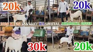 2026 KE 26 JANUARY KA SPECIAL DHAMAKA OFFER (HAVALDAR GOAT FORM SOLAPUR) IRFAN BHAI 9171318121
