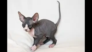 Bingo Sphynx