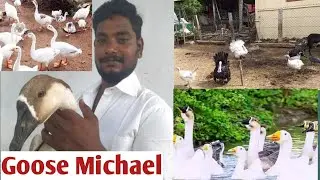 Goose Duck Farm/ வாத்து வளர்ப்பு மற்றும் பராமிப்பு/சமயபுரம் அருகில் ஒரு அழகான ஒருங்கிணைந்த பண்ணை/