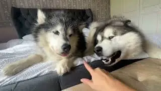 My Dog Protects Me From Husky Attack Then 3 Cats Come In! Anxiety!!