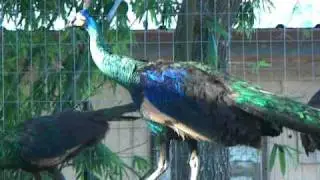 Java Green and Green Peafowl