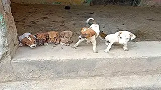 7 Hungry Newborn Puppies waiting for Food in a Street