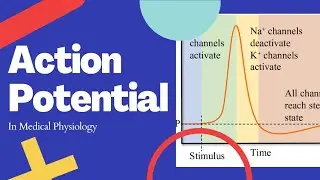 Action Potential in Medical Physiology