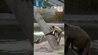 Baby Monkey Gets a Piggy Back Ride