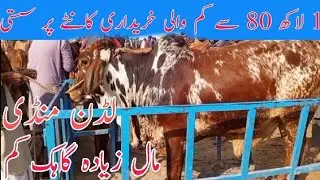 Sasti Kharidari Ludan Cow Mandi 4 February cholistani sahiwal dajal dhani bachry qurbani 2026 