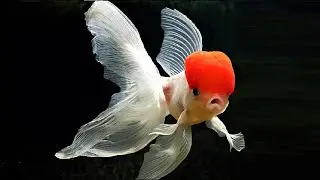 Top 10 Most Beautiful Goldfish Species in the World