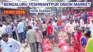 Today Onion Market Rate &ndash; Big Size, Medium Size, Golta Size,Golty Size | Bengaluru Yashwantpur Mandi
