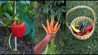INCREDIBLE Homegrown Vegetable Garden Compilation - New Zealand 2024