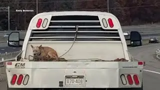 Dog tied to bed of flat-bed truck