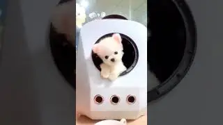 超级可爱的宠物视频 可爱的动物 #shorts #21610